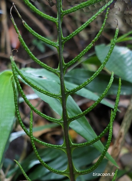 Austroblechnum lherminieri