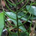 Austroblechnum lherminieri