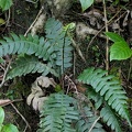 Austroblechnum lherminieri