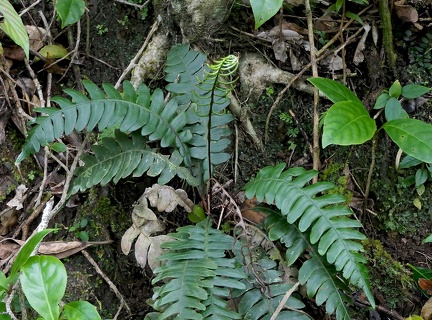 Austroblechnum lherminieri