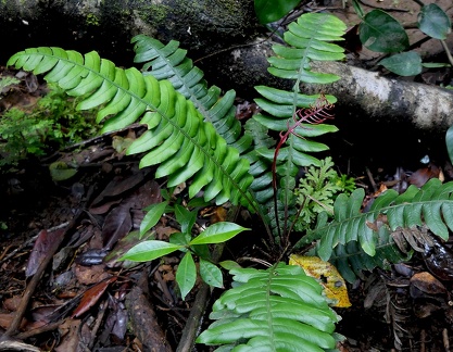 Austroblechnum lherminieri