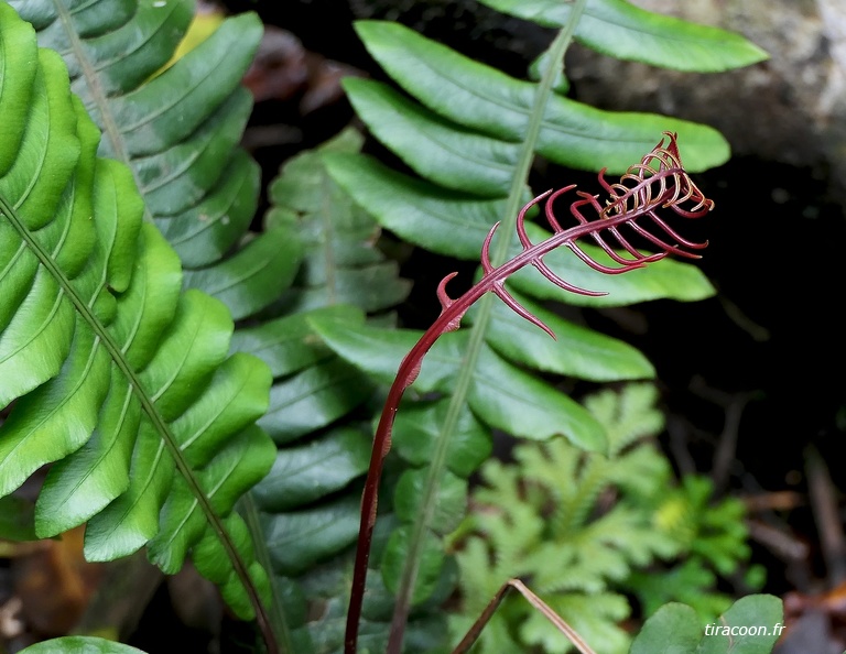 Austroblechnum lherminieri