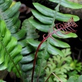 Austroblechnum lherminieri