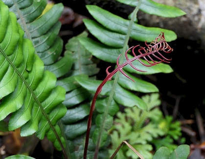 Austroblechnum lherminieri