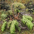 Austroblechnum lechleri