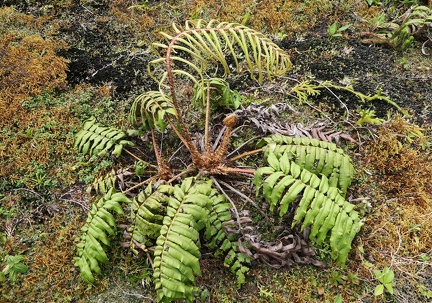 Austroblechnum lechleri