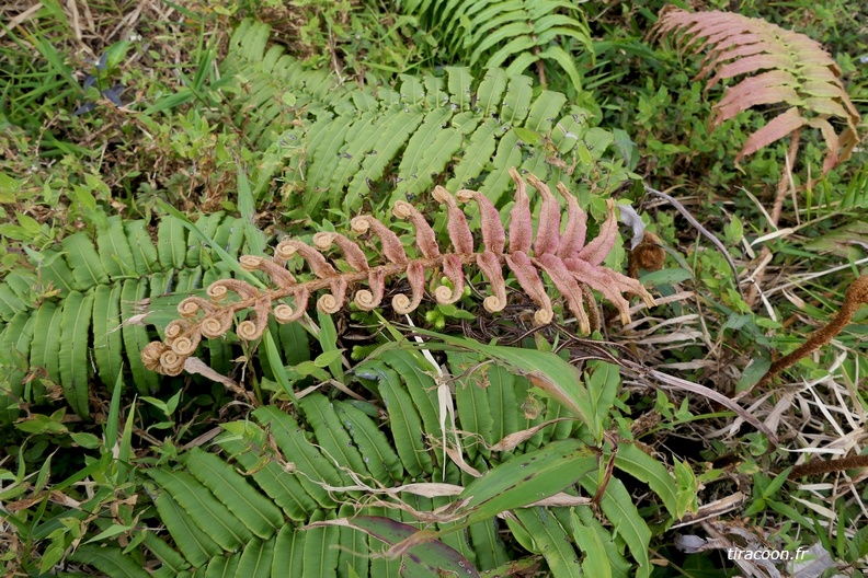 Jeune fronde végétative colorée, Austroblechnum lechleri (ex-Blechnum violaceum). Saint-Claude. P1290816M.jpg