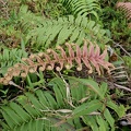 Austroblechnum lechleri