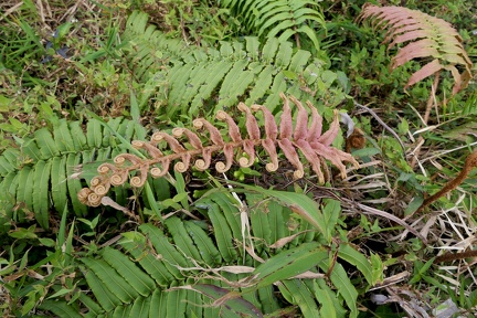 Austroblechnum lechleri