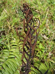 Austroblechnum lechleri