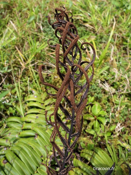 Austroblechnum lechleri