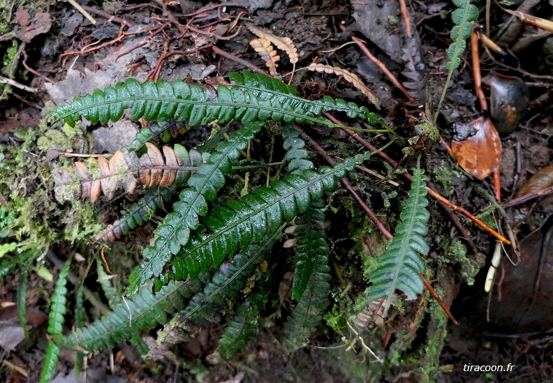 Lomaridium binervatum