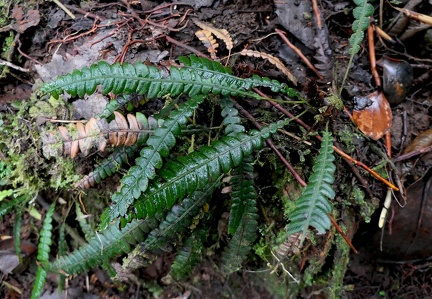 Lomaridium binervatum