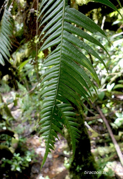 Lomaridium binervatum