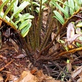 Lomariocycas rufa