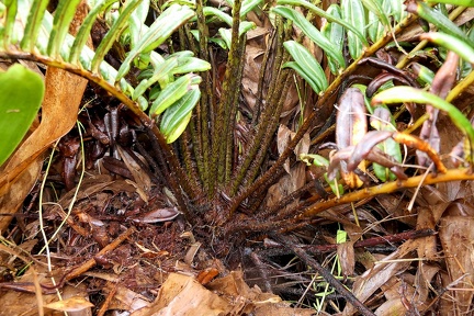 Lomariocycas rufa