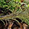 Lomariocycas rufa