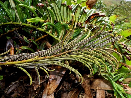 Lomariocycas rufa