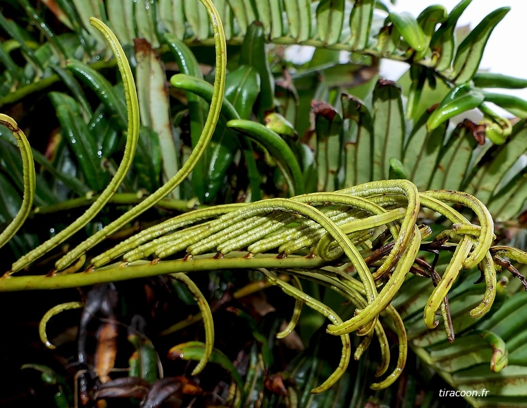 Lomariocycas rufa