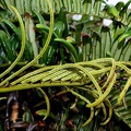 Lomariocycas rufa