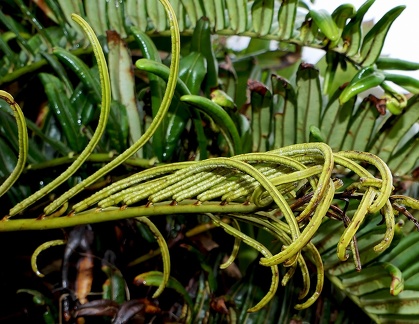 Lomariocycas rufa