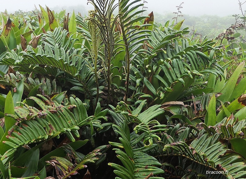 Belles frondes végétatives et fertiles, Lomariocycas rufa (ex-Blechnum rufum). Saint-Claude. P1370764M.jpg