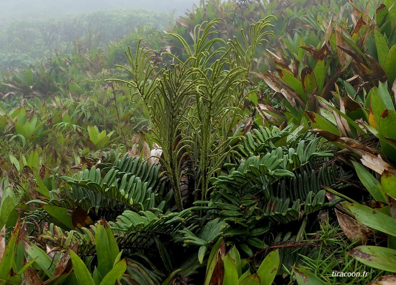 Lomariocycas rufa