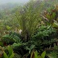 Lomariocycas rufa