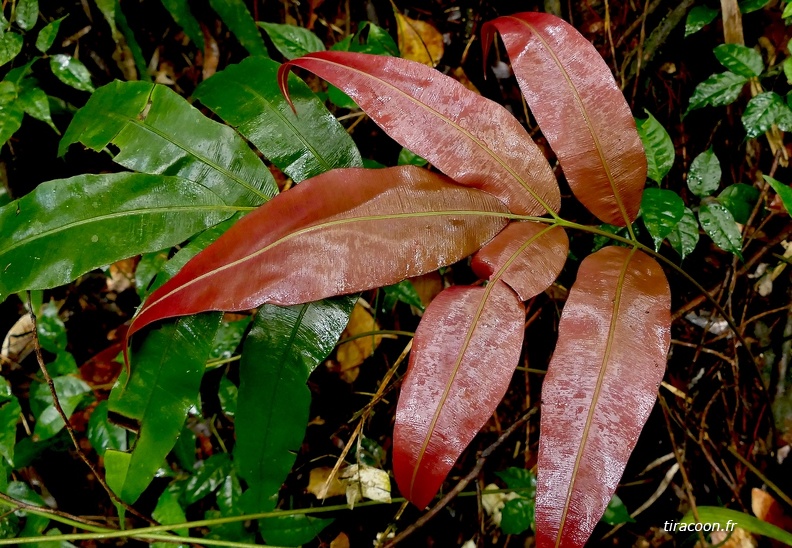 Salpichlaena volubilis