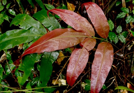 Salpichlaena volubilis