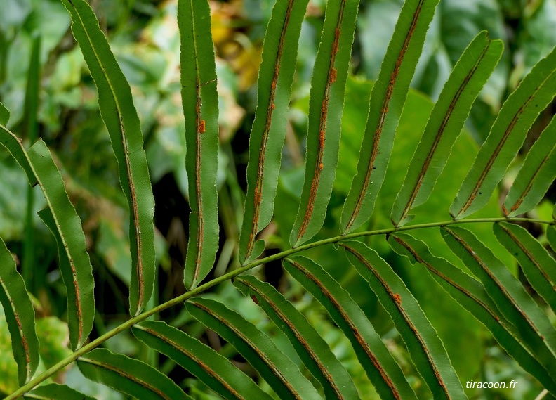 Blechnum serrulatum