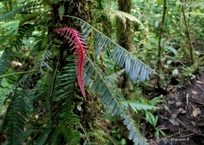 Lomaridium binervatum