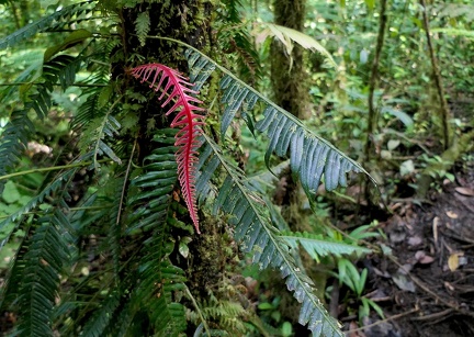 Lomaridium binervatum