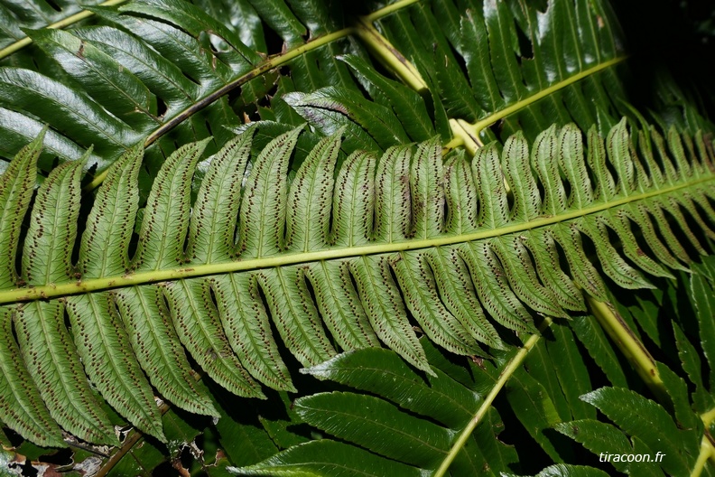 Cyathea grandifolia