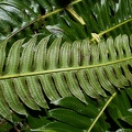 Cyathea grandifolia