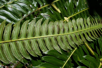 Cyathea grandifolia