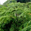 Cyathea arborea