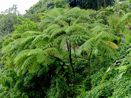 Cyathea arborea