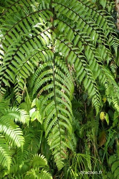 Cyathea aspera 