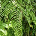 Cyathea aspera 