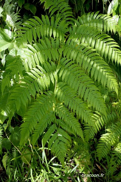 Cyathea arborea