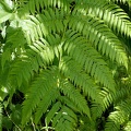 Cyathea arborea