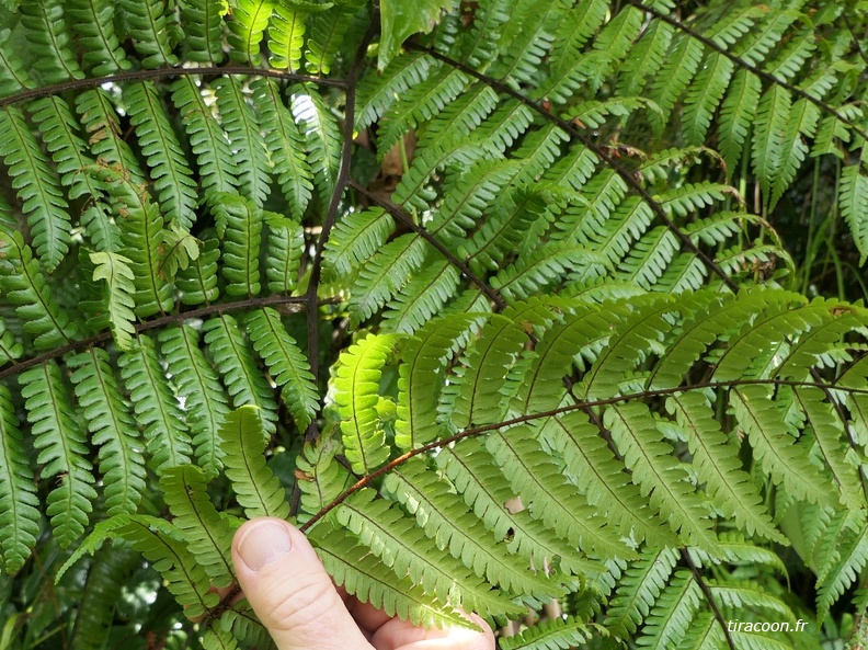 Cyathea aspera 