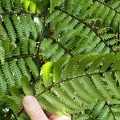 Cyathea aspera 