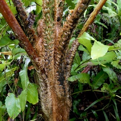 Cyatheaceae