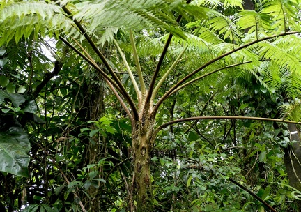 Cyathea arborea