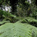 Cyathea arborea