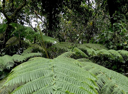 Cyathea arborea