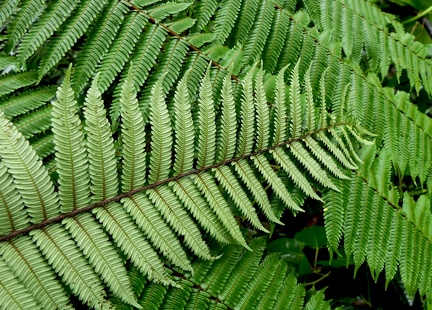 Alsophila imrayana