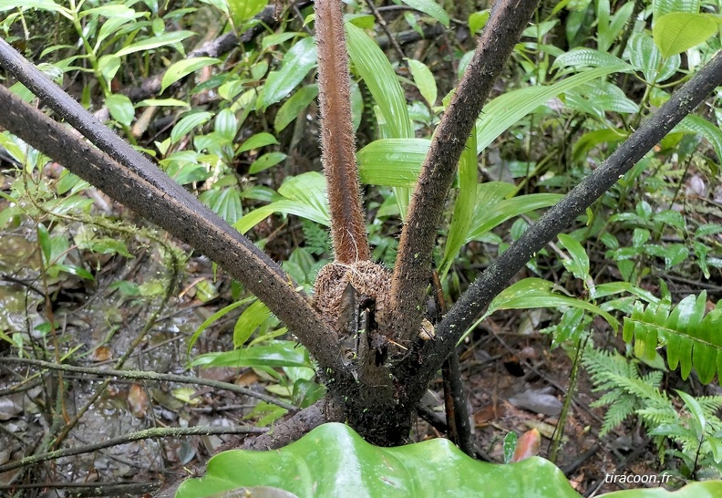 Alsophila imrayana